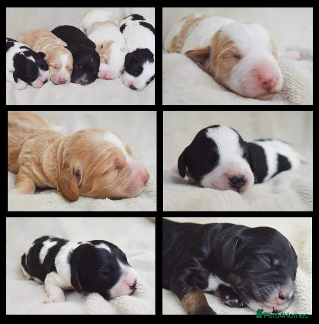 Cockapoo dogs for stud: KC registered miniature poodle stud in Bolton - Advert 4