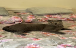 Scottish Fold cats for stud: Scottish fold champion available for stud - Image 1