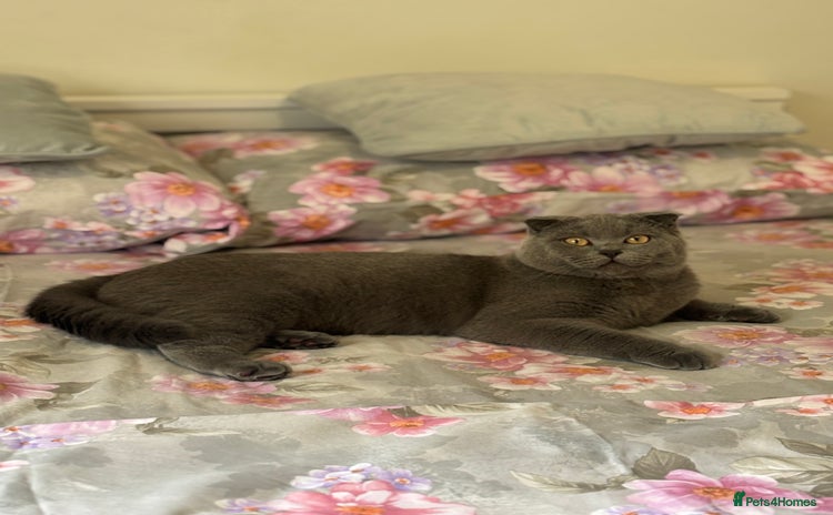 Scottish Fold cats - Advert 3