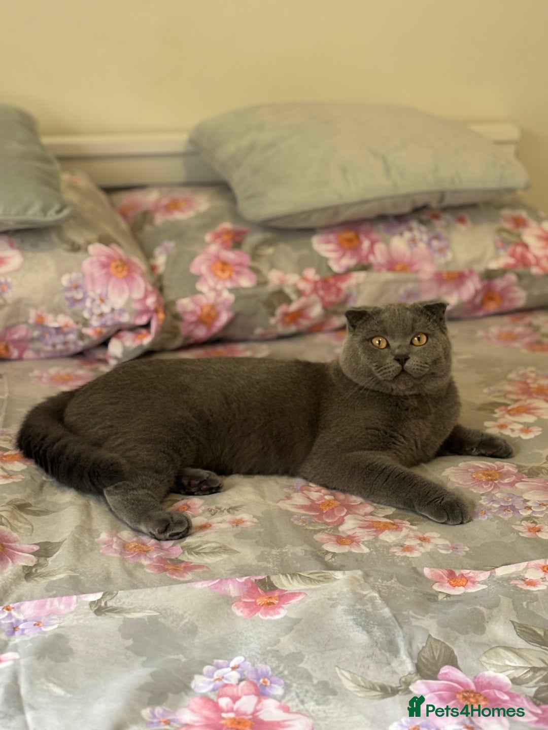 Scottish Fold cats for stud: Scottish fold champion available for stud - Image 1