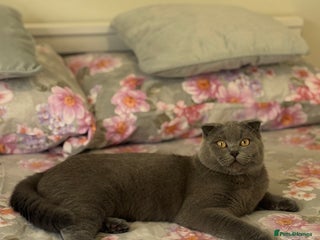 Scottish Fold cats - Advert 23