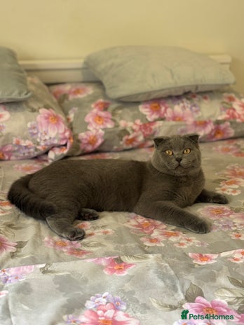 Scottish Fold cats - Advert 1