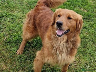 Golden Retriever dogs KC GOLDEN RETRIEVER PUPPIES HEALTH SCORED PARENTS - Advert 11