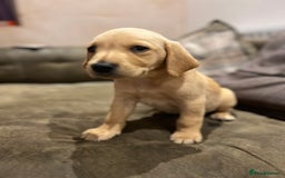 Labrador Retriever dogs for sale: Beautiful healthy puppies ready THIS WEEKEND - Image 7