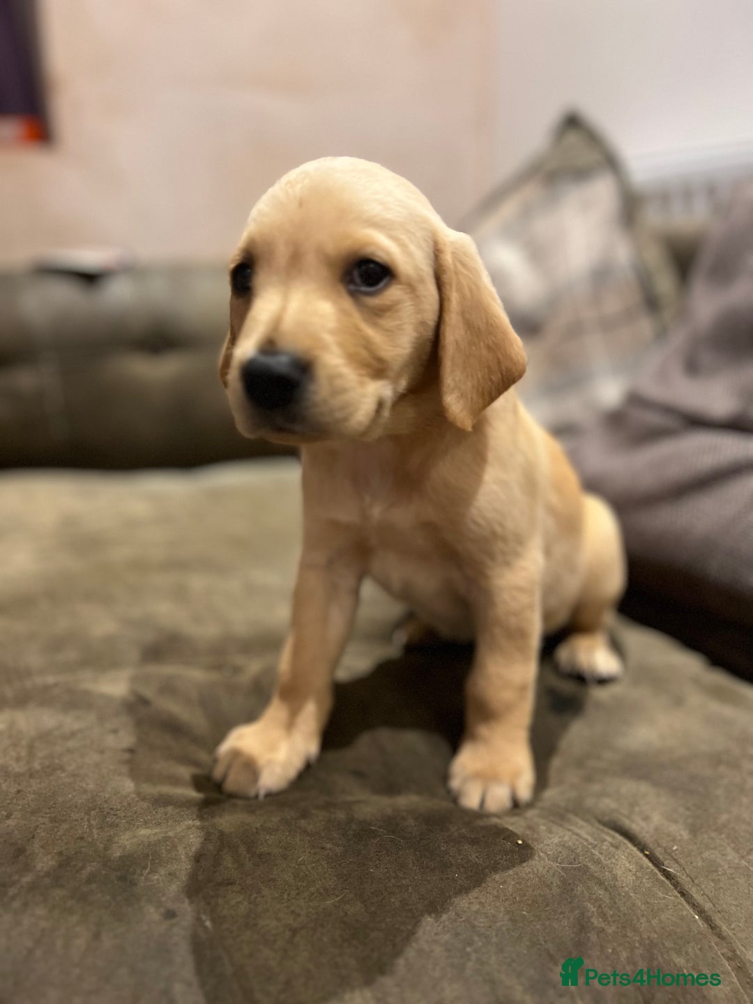 Labrador Retriever dogs for sale: Beautiful healthy puppies ready THIS WEEKEND - Image 7
