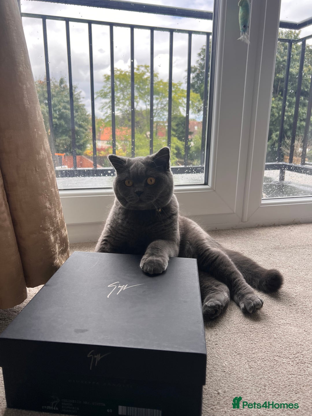 British Shorthair cats for sale: British shorthair grey  - Advert 2