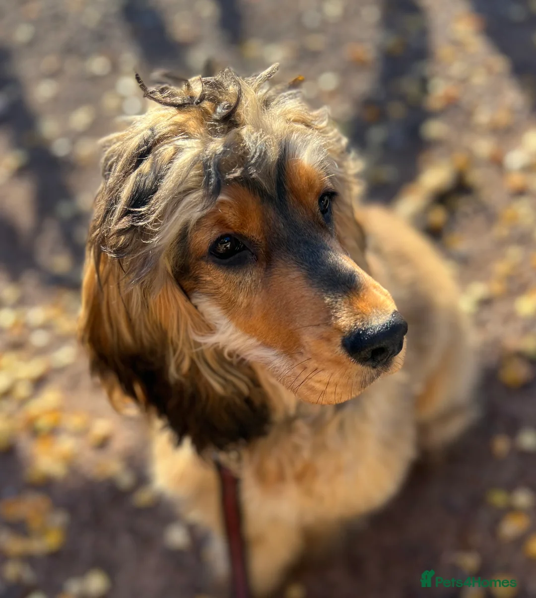 Cocker Spaniel dogs for stud: Beautiful Stud in Gloucester - Advert 2