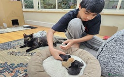 Domestic Shorthair cats for sale: Nows the Time to Bond – Kittens Ready for Adopt 🐱 - Image 7
