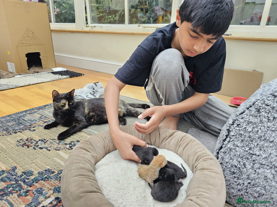 Domestic Shorthair cats for sale: Nows the Time to Bond – Kittens Ready for Adopt 🐱 - Image 7