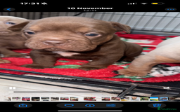 Olde English Bulldogge dogs for sale: Top quality olde English bulldogs - NEBBER REG - Advert 3