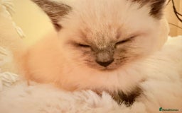 Mixed Breed cats for sale: 5 floofy kittens ready to find their forever homes - Image 6