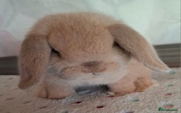 Mini Lop rabbits for sale: Mini lop kits - Image 1