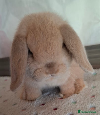 Mini Lop rabbits - Advert 6