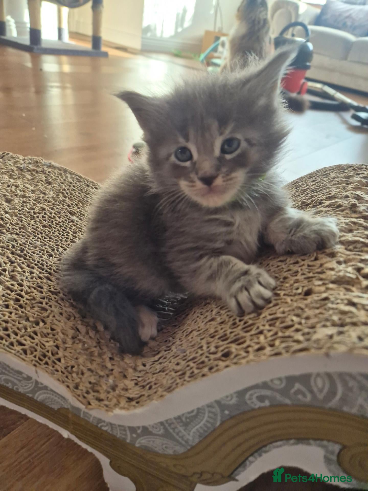 Maine Coon cats Stunning Maine Coons for sale must see 🥰 - Advert 1