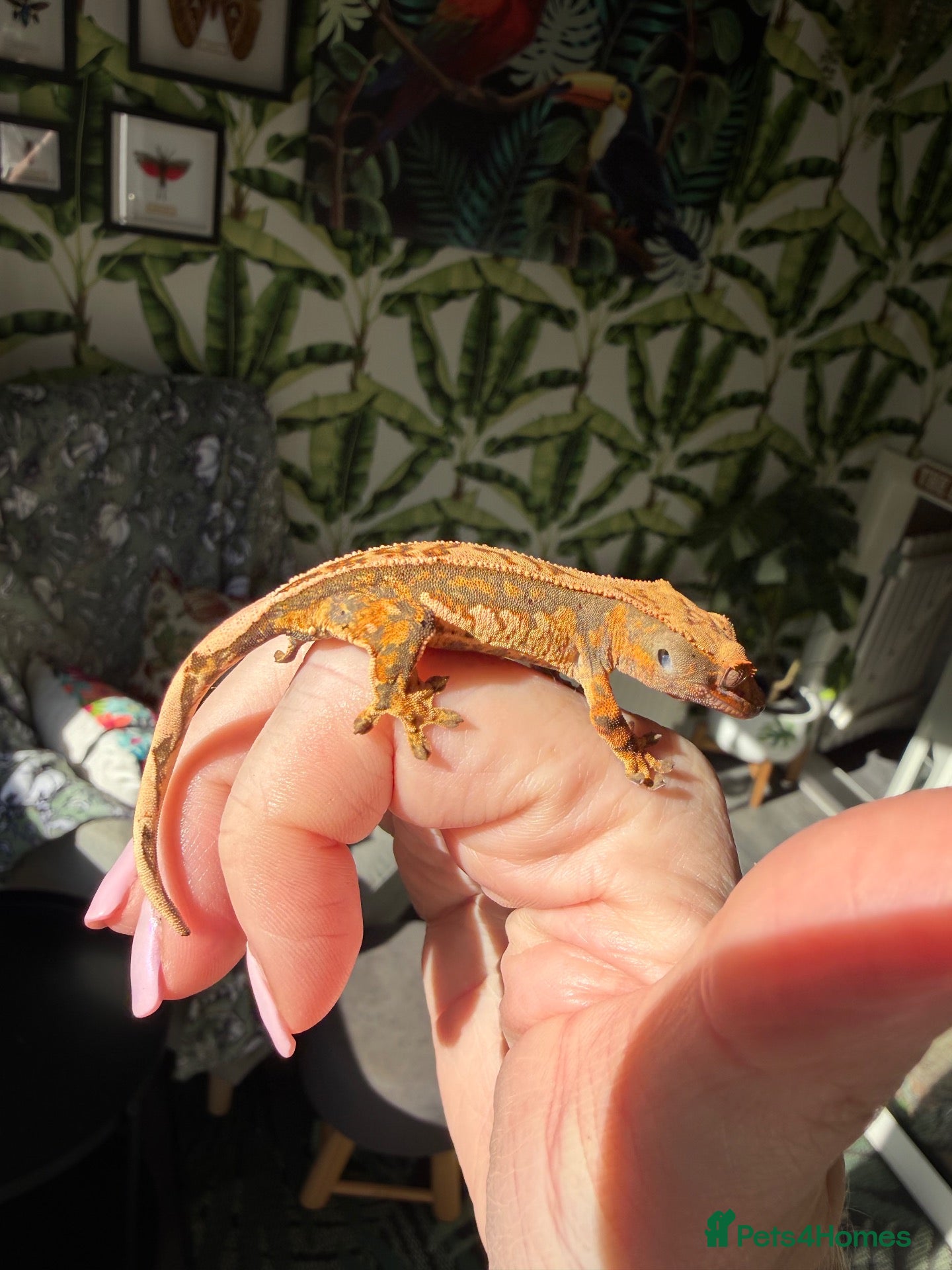 Gecko reptiles Stunning unique crested gecko baby for sale  - Advert 1