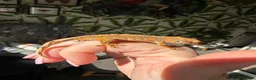 Gecko reptiles for sale: Stunning unique crested gecko baby for sale  - Advert 1
