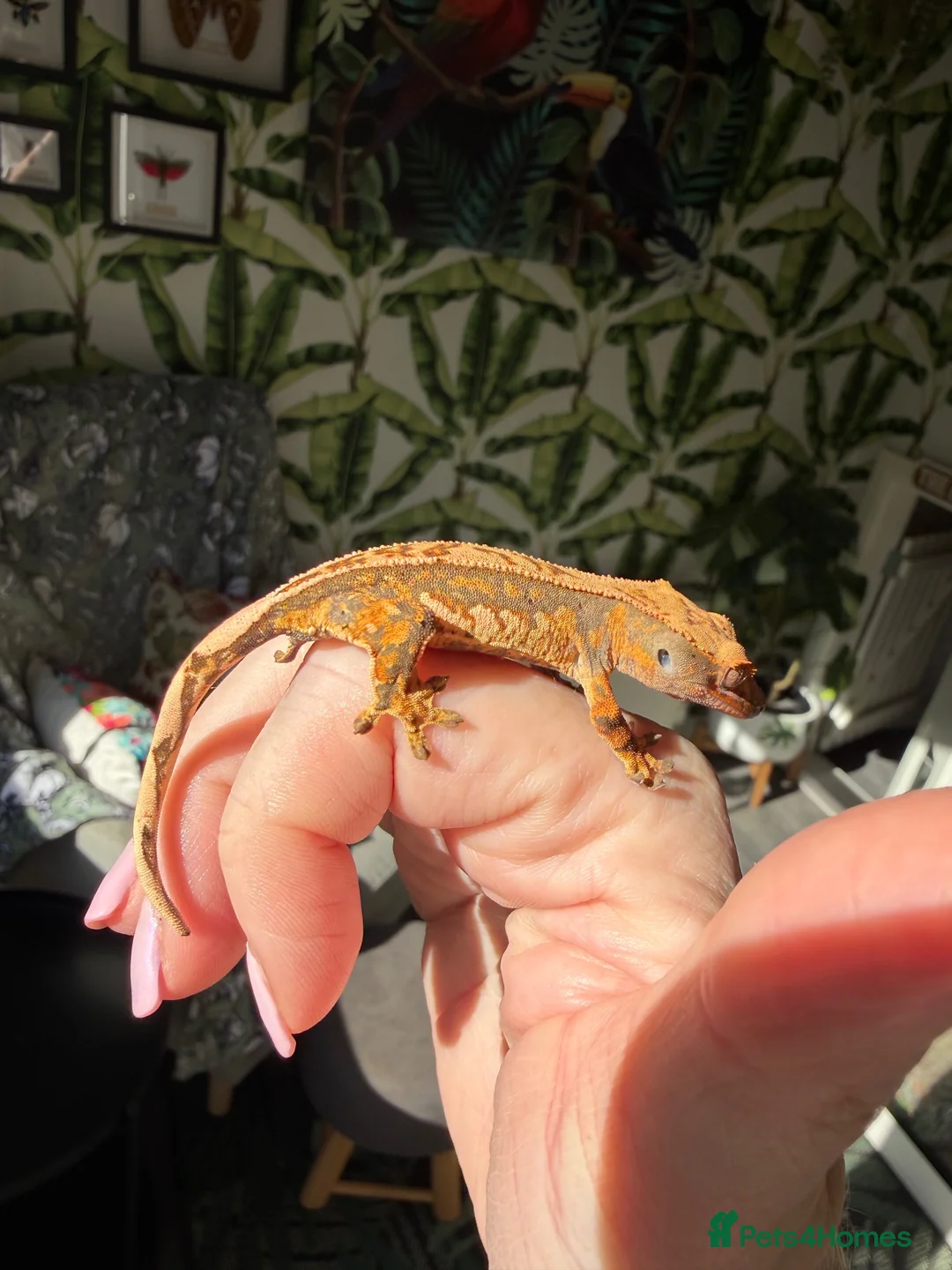 Gecko reptiles for sale: Stunning unique crested gecko baby for sale  - Advert 1