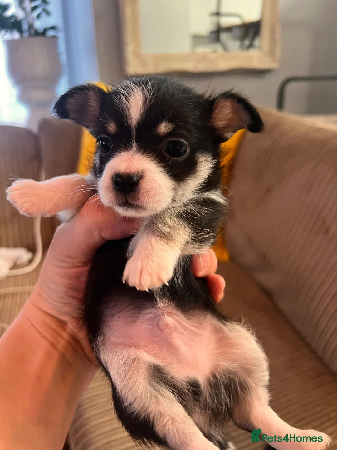Mixed Breed dogs for sale: Adorable Malchi puppies available 🐶 - Advert 5