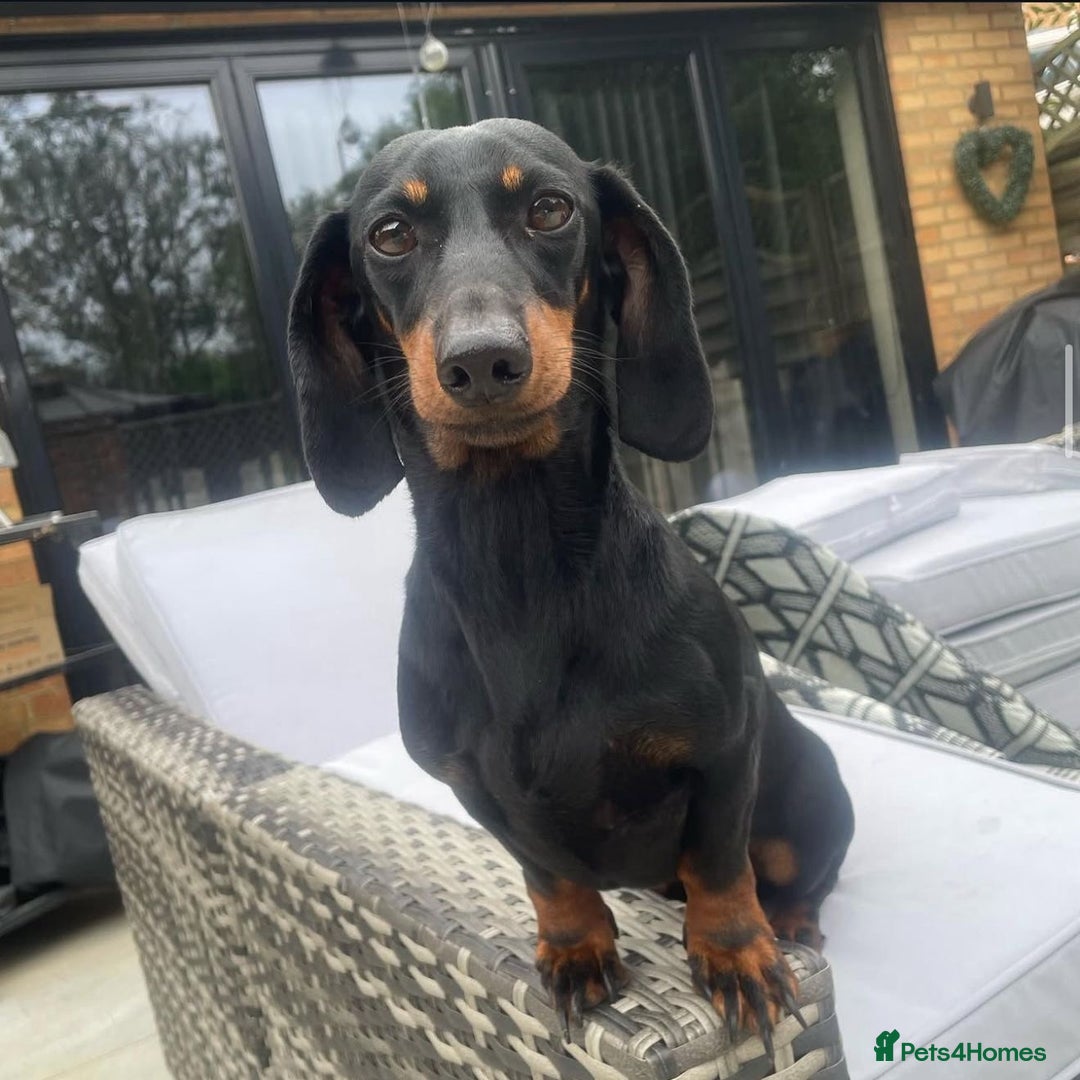 Miniature Dachshund dogs for sale: Beautiful choc and tan dachshund  - Image 6