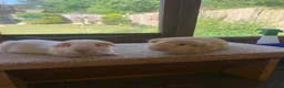 Guinea Pig rodents for sale: Sweet Baby Short Coated Guinea Pig Boars  - Advert 2