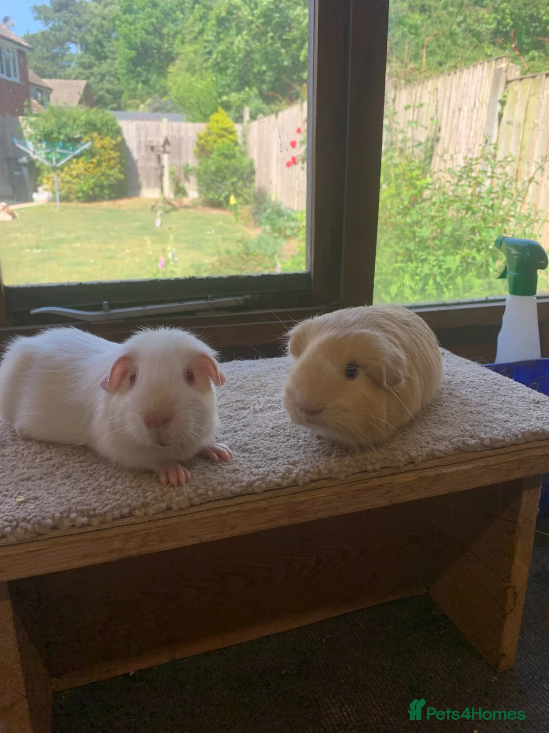 Guinea Pig rodents for sale: Sweet Baby Short Coated Guinea Pig Boars  - Advert 2