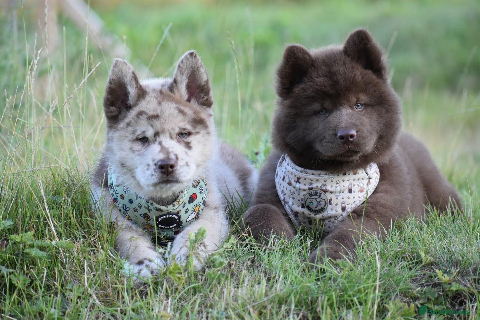 Chow Chow dogs Genuine chowski puppies  - Advert 1