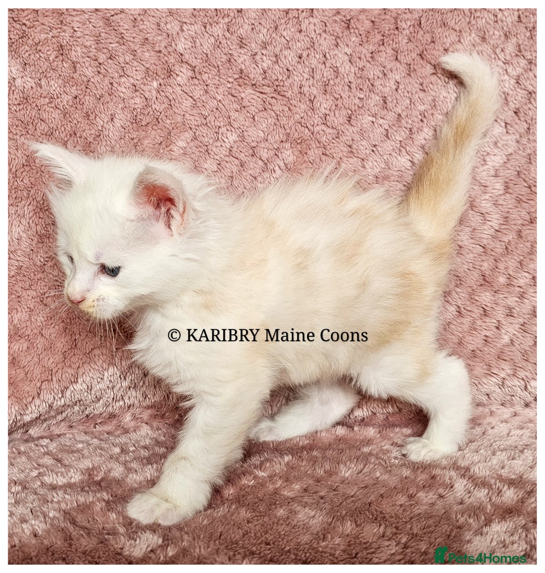 Maine Coon cats for sale: QUALITY TICA Registered Shaded,Shell ACTIVE - Advert 3