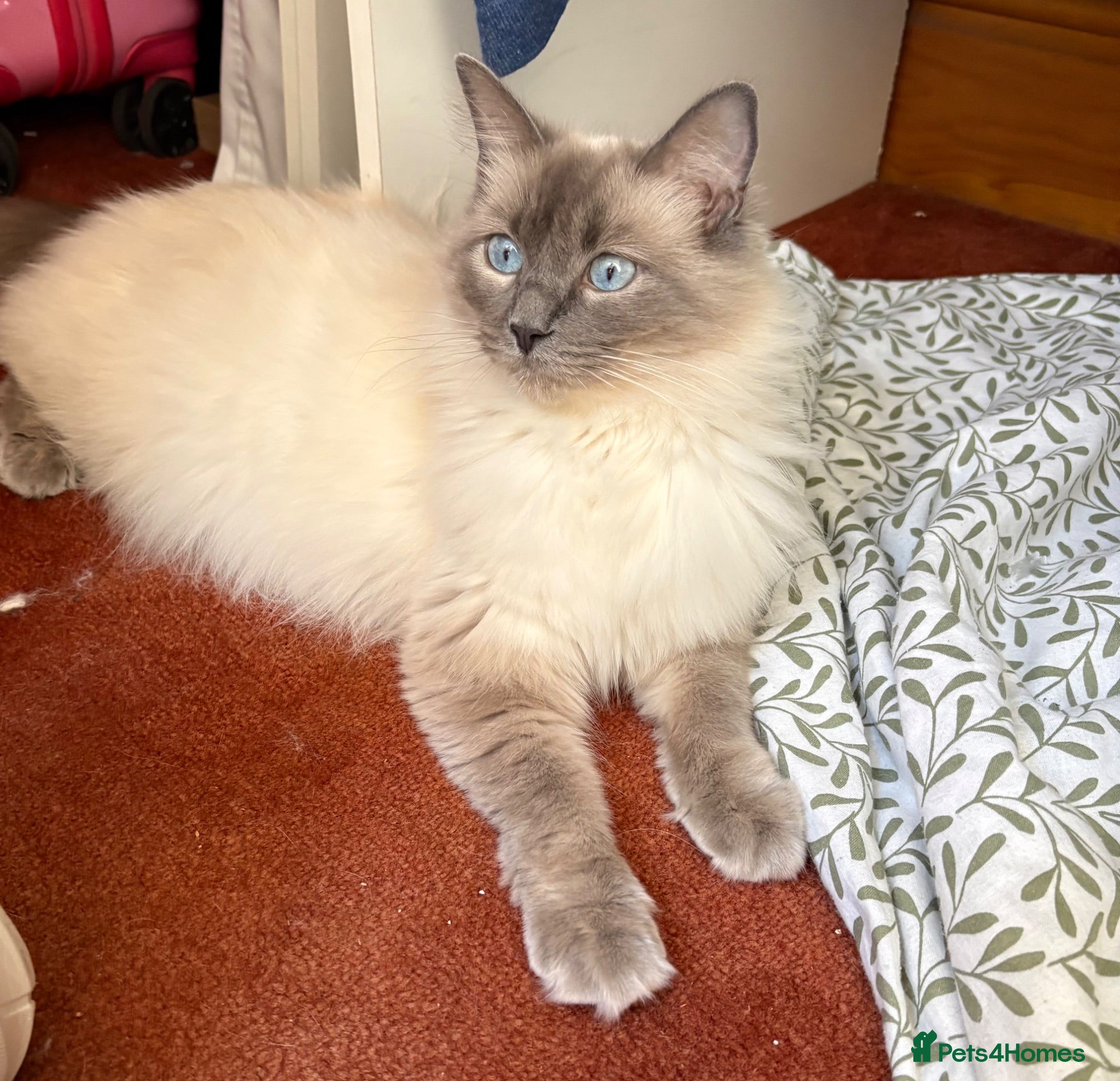Mixed Breed cats Cross Lilic ragdoll, short hair European Tabby, b - Advert 2