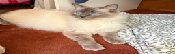 Mixed Breed cats for sale: Cross Lilic ragdoll, short hair European Tabby, b - Advert 7
