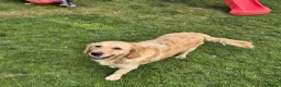 Golden Retriever dogs for sale: KC GOLDEN RETRIEVER PUPS HEALTH TESTED PARENTS  - Advert 3
