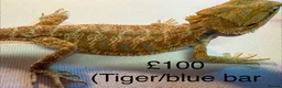 Bearded Dragon reptiles for sale: Stunning baby bearded dragons £100 ONO  - Advert 1