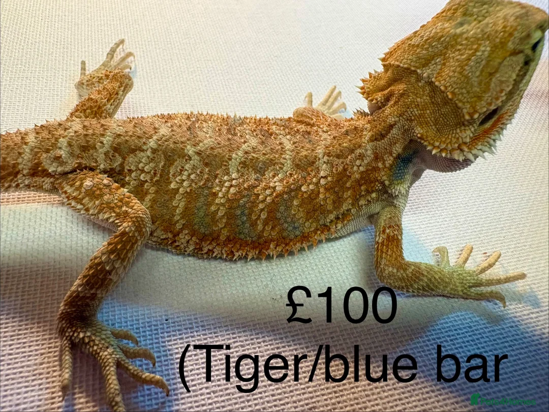 Bearded Dragon reptiles for sale: Stunning baby bearded dragons £100 ONO  - Advert 1