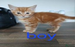 Mixed Breed cats for sale: Beautiful kittens ready for new address  - Image 4
