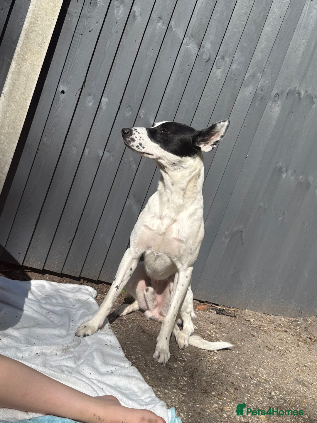 Mixed Breed dogs for sale: Energetic collie cross GSD needs a loving home - Advert 4