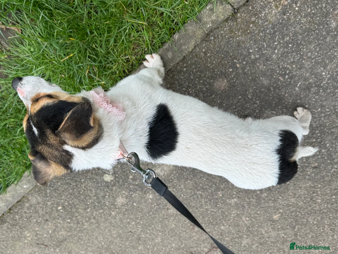 Jack Russell dogs for sale: Jack Russel girl 11 months - Advert 2