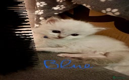 Ragdoll cats for sale: 5 beautiful and healthy Ragdoll kittens - Image 19