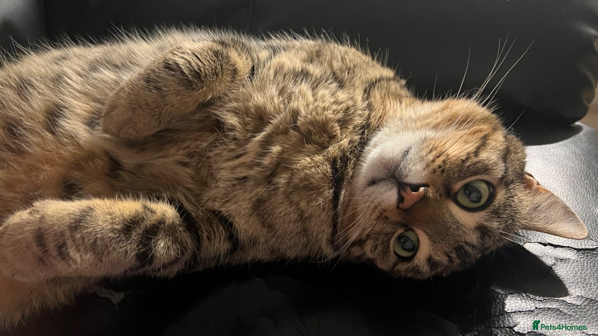 Bengal cats 3 Year Old, Male, Handsome Bengal Cross - Advert 1