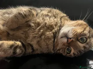 Bengal cats 3 Year Old, Male, Handsome Bengal Cross - Advert 1