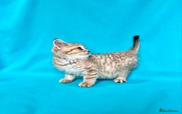 British Shorthair cats for sale: 🐾Purebred BSH kittens🐾 - Image 24