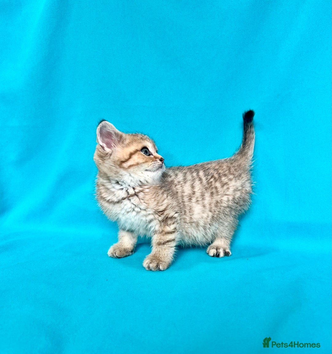 British Shorthair cats for sale: 🐾Purebred BSH kittens🐾 - Image 24