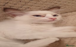 Ragdoll cats for sale:  GCCF KITTENS CHOC & LILAC MITTED AND BI-COLOUR in Darwen - Image 4