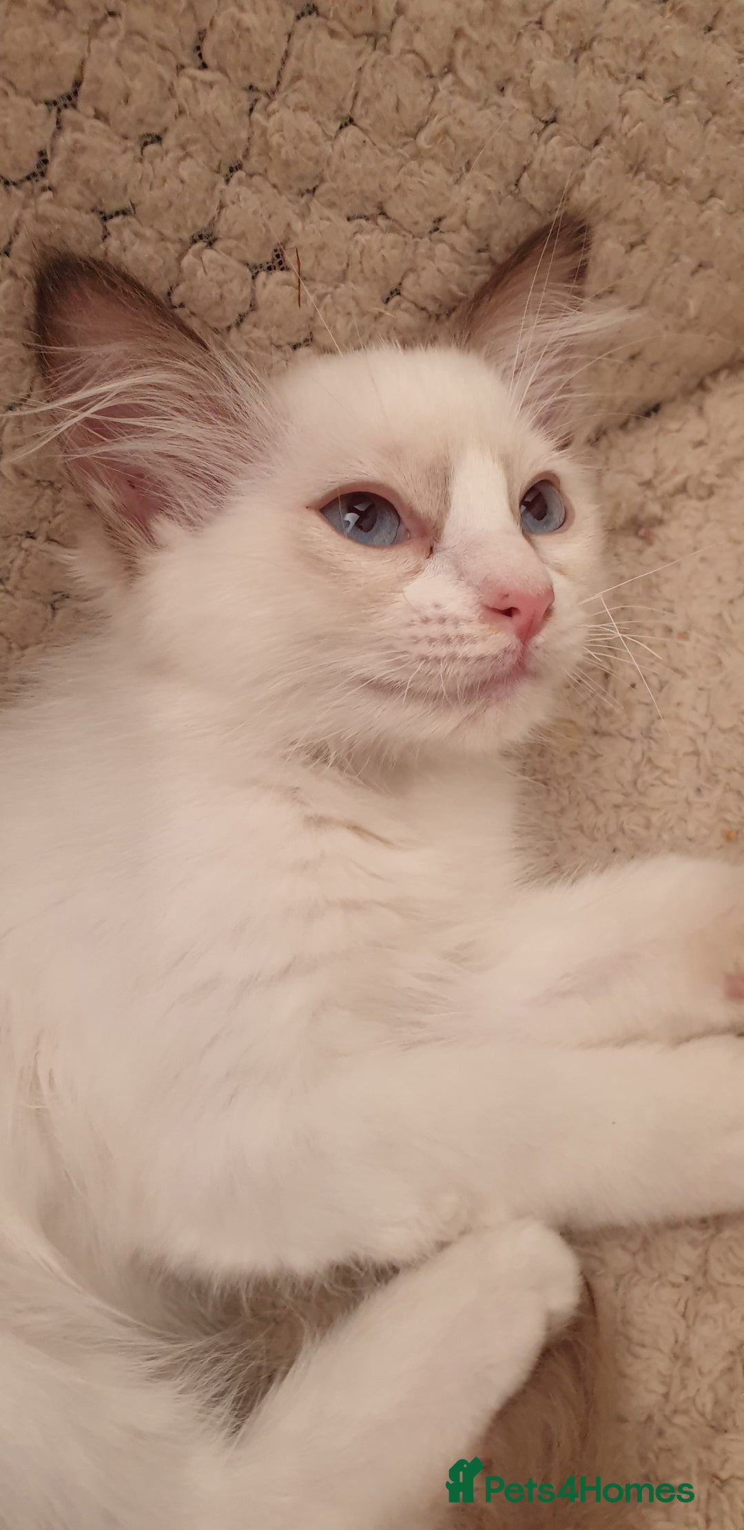 Ragdoll cats for sale:  GCCF KITTENS CHOC & LILAC MITTED AND BI-COLOUR in Darwen - Image 4