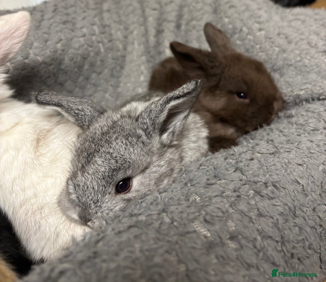 Mini Lion Lop rabbits for sale: Mini lion lops  - Image 4