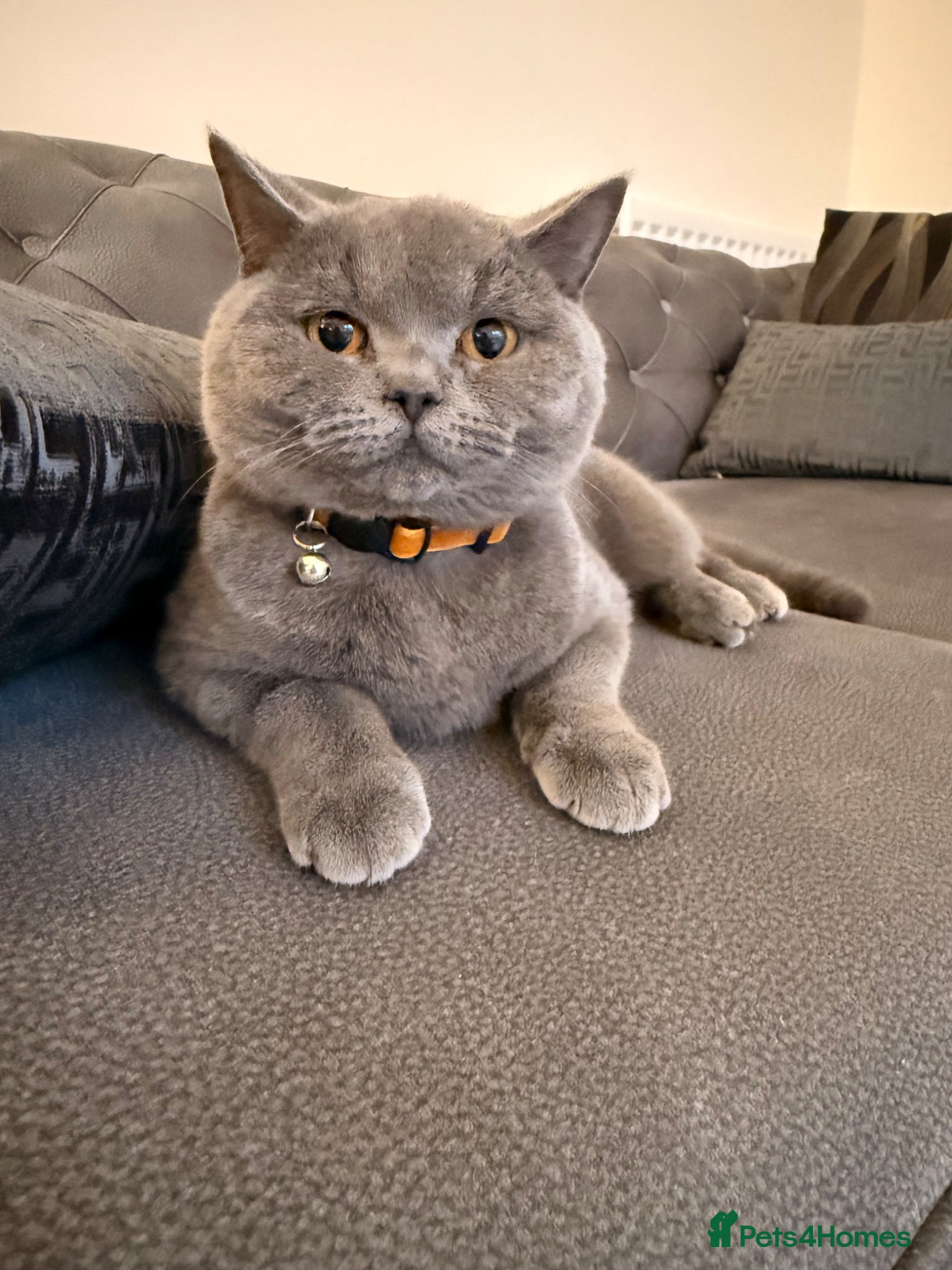 British Shorthair cats British Shorthair - Handsome Male (Full Package) - Advert 1