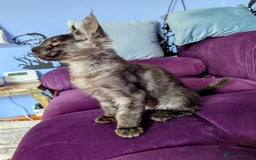 Maine Coon cats for sale: Beautiful Pedigree Maine Coon Kittens  - Image 10