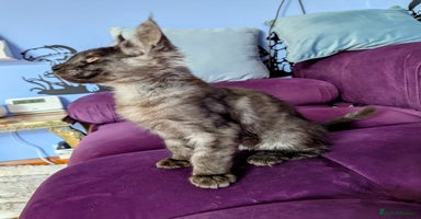 Maine Coon cats - Advert 16