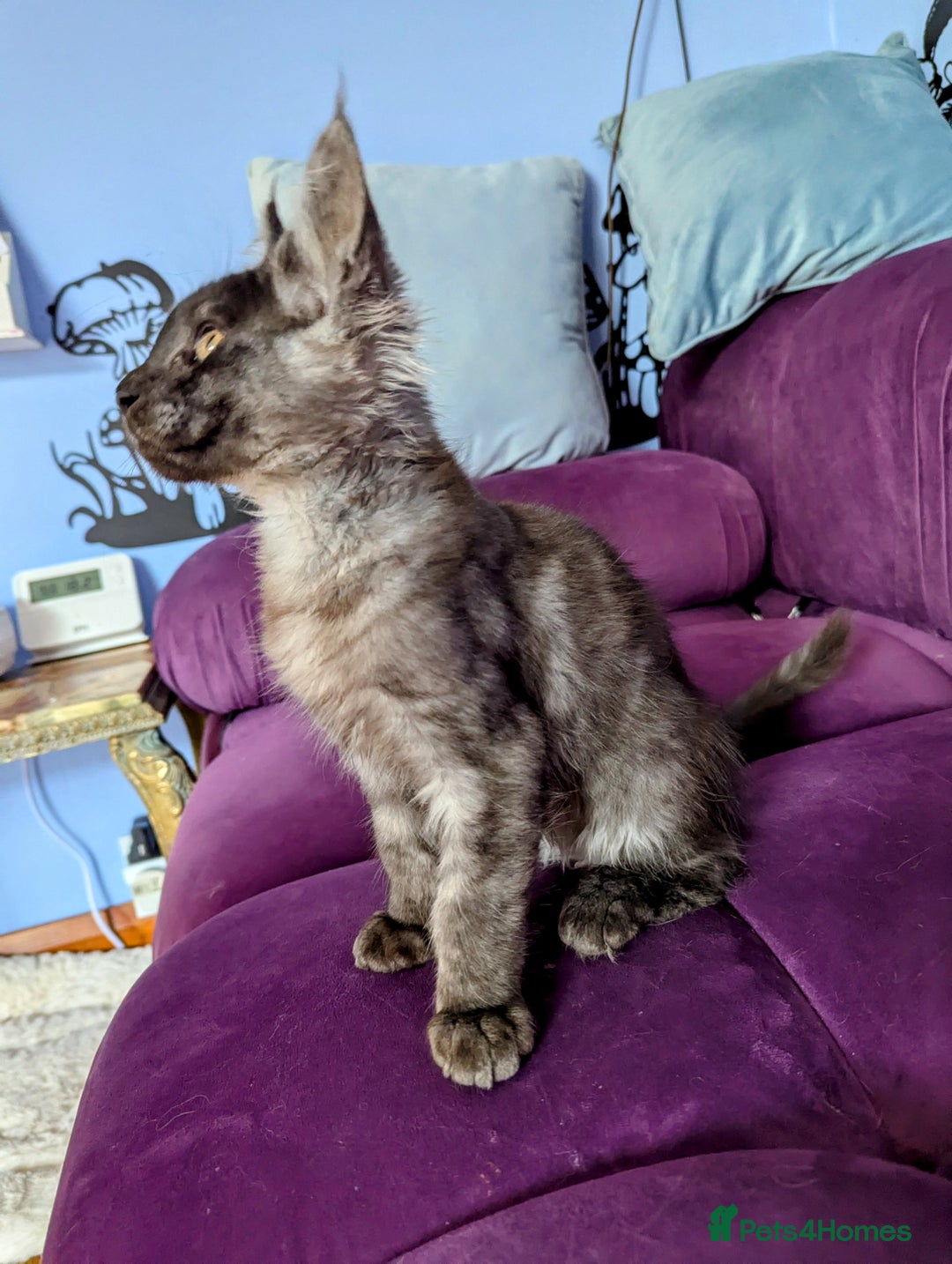 Maine Coon cats for sale: Beautiful Pedigree Maine Coon Kittens  - Image 10