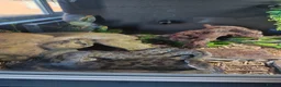 Snake reptiles for sale: Spotted Python - Advert 1