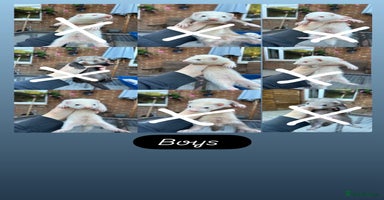 Ferret rodents - Advert 2
