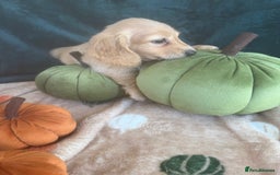 Dachshund dogs for sale: English cream miniature dachshunds  - Image 14